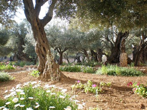 The Garden Of Gethsemane According To All Four Gospels Immediately