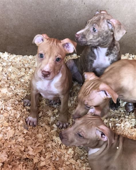 5852810006 both parents on premises. American Pit Bull Terrier Puppies For Sale | Newburgh, NY #276672
