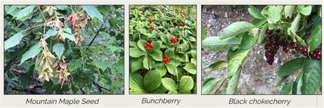 20180728 a4 Mt Maple seed - Bunchberry -- Black Chokeberry… | Flickr