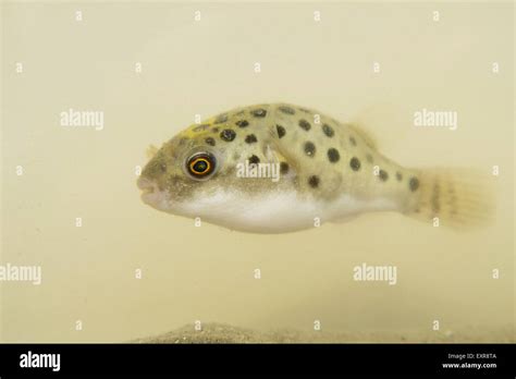 Portrait Of A Green Spotted Puffer Fish Stock Photo Alamy