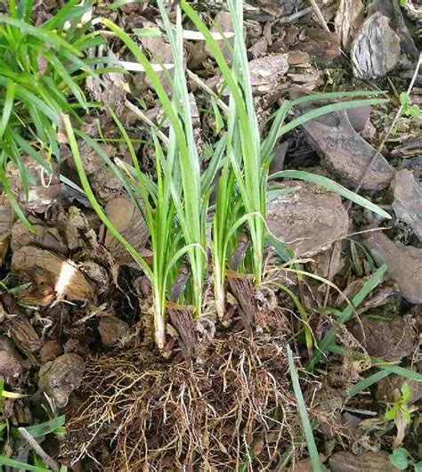 Liriope Drought Tolerant Ground Cover Monkey Grass Creeping Lilyturf