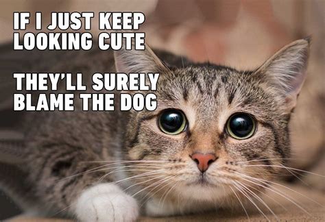 The Most Funny Cat Videos And Memes You Will Find On The Net
