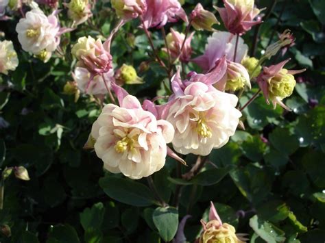 Aquilegia vulgaris 'Winky Double Rose & White' | Columbine ...