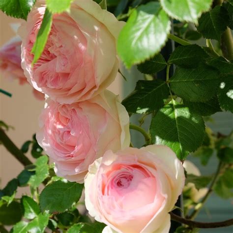 Pierre De Ronsard Пьер де Ронсар Современные садовые розы