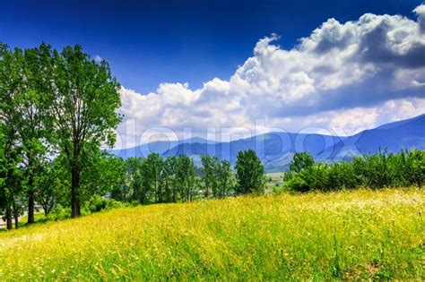 Large Meadow With Mountain Herbs And A Stock Image Colourbox