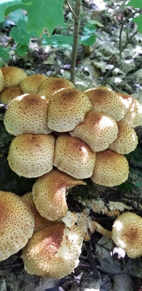 Id Help Identifying Mushrooms Wild Mushroom Hunting