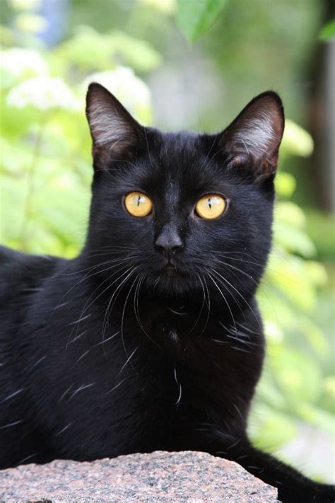 Bombay Black Cat Breeds With Yellow Eyes Dogs And Cats Wallpaper