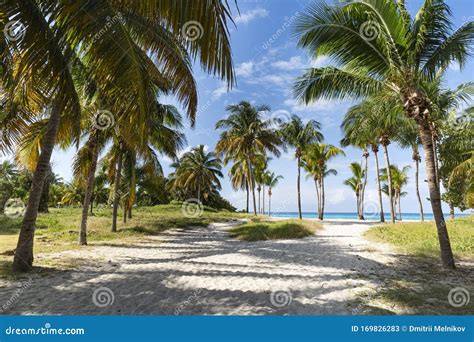 Sandy Road To The Sea The Path Among The Palm Trees Summer Sunny Day
