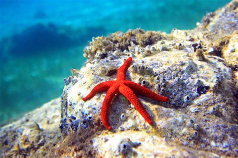 Mediterranean Red Sea Star Stock Photo Download Image Now Istock