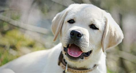 6 to 12 months old: Feeding Your Labrador Puppy: How Much, Diet Charts And The ...
