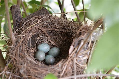 Birds Nest Bird · Free Photo On Pixabay
