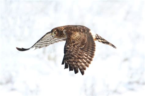 Hawks In Texas Can You Catch A Glimpse Of All 19 Species