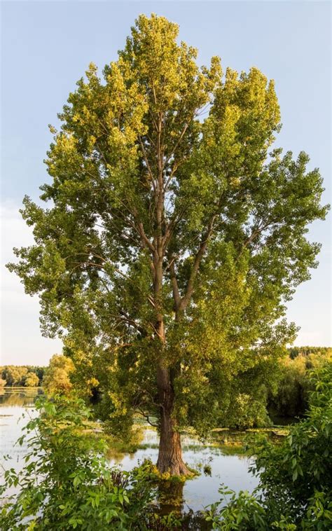 15 Of The Best Shade Trees For Salt Lake City Yards