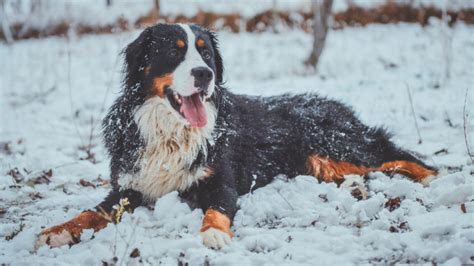 Bernese Mountain Dog Growth And Weight Chart Everything You Need To Know