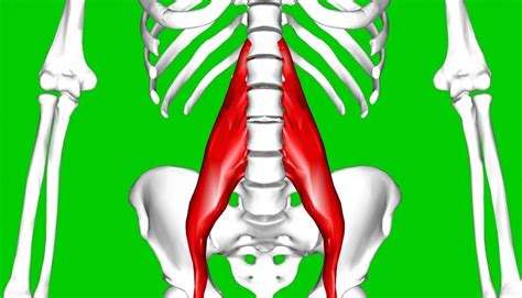 What Is The Muscles Located Above Back Right Hip Pain In Lower Back