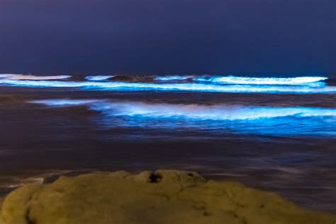 Some More Photos Of The Bioluminescent Tide At Dog Beach Flickr