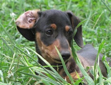Ckc registered dachshund puppies for sale first shots and wormed. CKC Mini Dachshund Puppies for Sale in Greensboro, North ...