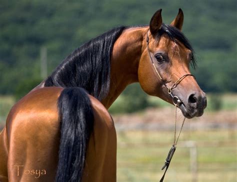 Fun facts about the arabian horse. Colors & Markings | Horse life, Pretty horses, Horses