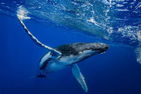 Comment S Appelle La Femelle De La Baleine - Pourquoi les cétacés, comme la baleine, ne sont pas des poissons