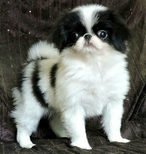 Japanese Chin Maltese Mix Puppies For Sale