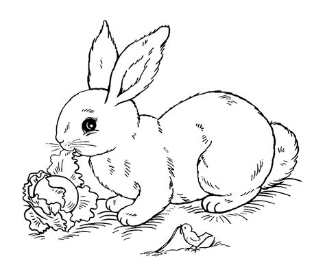 Rabbit To Color For Kids Rabbit Kids Coloring Pages Vrogue
