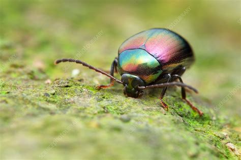 Iridescent Beetle Stock Image C0358835 Science Photo Library