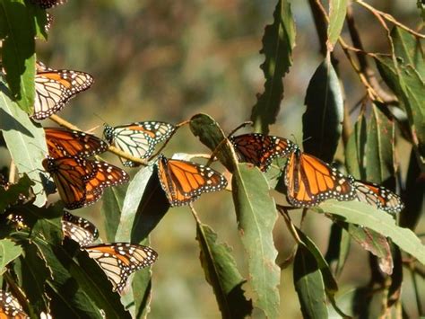 Monarch Butterfly Grove Pismo Beach Aktuelle 2021 Lohnt Es Sich