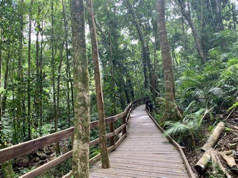 Top 10 Daintree Rainforest Walks Hikes Boardwalks And Trails Triptins