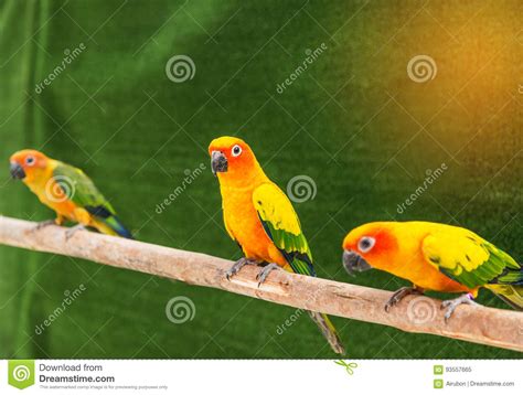 Sun Conure Parrot Birds Aratinga Solstitialis Standing