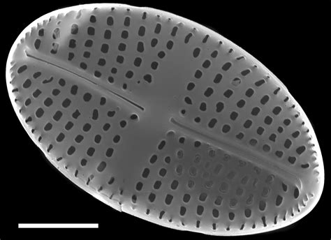 Image Nrsa015116 Species Diatoms Of North America