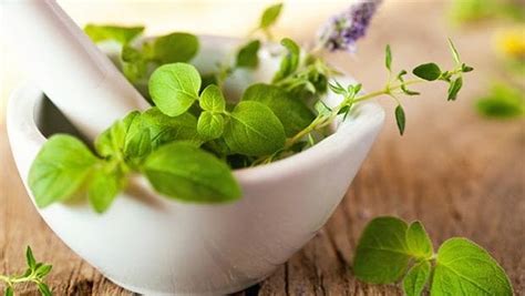 Anti Ageing Herbs 8 Ayurveda Herbs To Slow Down Ageing Ndtv Food