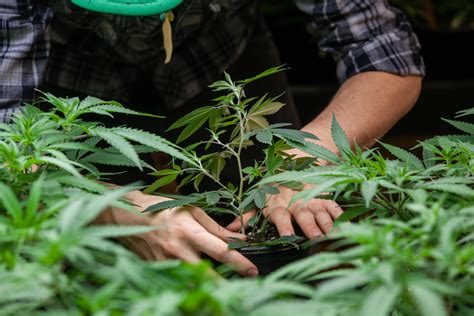 How Cannabis Growers And Processors Work Together Health Blogster