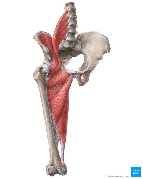 Músculos De La Cadera Anatomía Funciones Inervación Kenhub