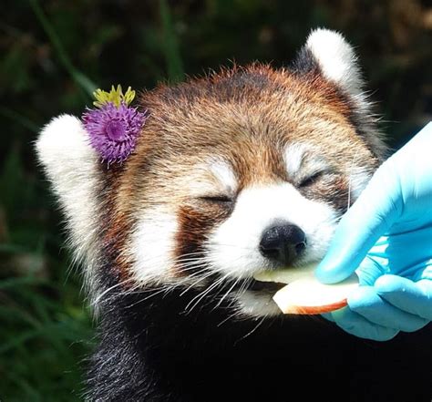 Please Follow Iloveredpandas I Squint When Im Happy Redpanda Panda
