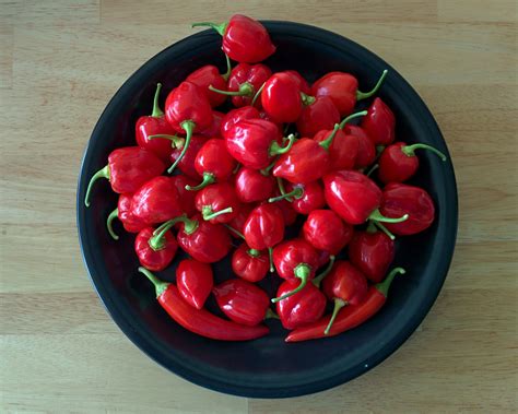 Red Savina Habanero Capsicum Chinense Chili Pepper Fruit 10 Seeds