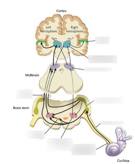 Chapter 11 The Auditory Brain Diagram Quizlet