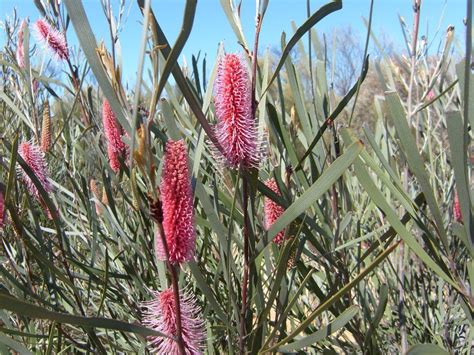 Western Australian Native Wildflower Australian Flowers Australian