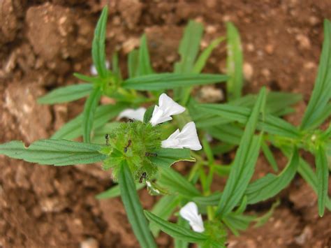 Maybe you would like to learn more about one of these? IMAGES AND ITS NAME OF SOME IMPORTANT MEDICINAL PLANTS