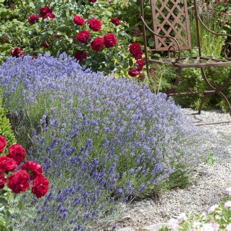 Ernten sie lavendel an einem warmen, sonnigen tag am späten vormittag, sobald der morgentau abgetrocknet ist. Lavendel 'Hidcote Blue': Pflanz- und Pflegetipps - Mein ...