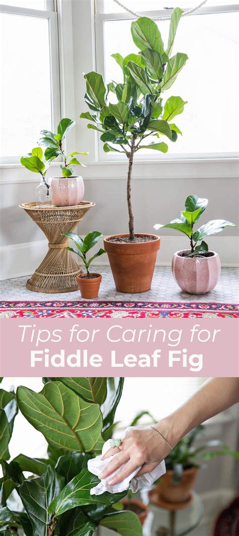 5 Tips For Caring For Fiddle Leaf Figs Fiddle Leaf Tree Fiddle Fig