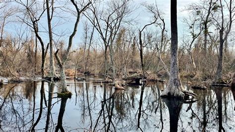 Great Dismal Swamp A Scenic Hike To Lake Drummond