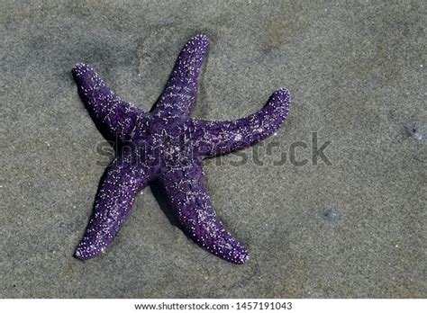 Pisaster Ochraceus Purple Sea Star On Stock Photo 1457191043 Shutterstock