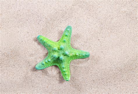 Green Starfish On The Sand Close Up Top View Starfish On The Beach