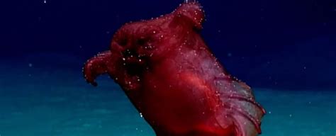 Scientists Capture Rare Footage Of A Headless Chicken Monster In The