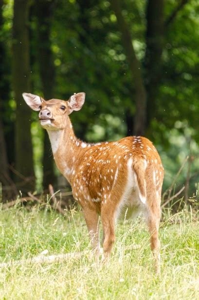 Persian Fallow Deer Free Stock Photo Public Domain Pictures
