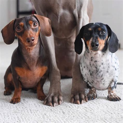 14 Funny Pictures Of Dachshunds That Will Make Your Day Better The Paws