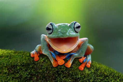 Download Close Up Amphibian Frog Animal Tree Frog Hd Wallpaper