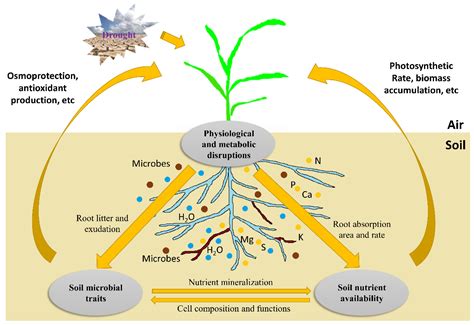 Ijms Free Full Text Crop Root Responses To Drought Stress