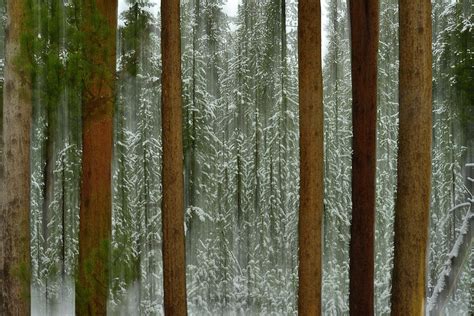 A Pine Forest In Yellowstone National Photograph By Raul Touzon