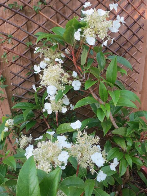 2 year old bagged root ball | $23.95shipping based on order size. hydrangea seemannii - Google Search | Shade garden ...